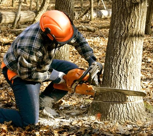 Tree Removal in Montgomery, MI
